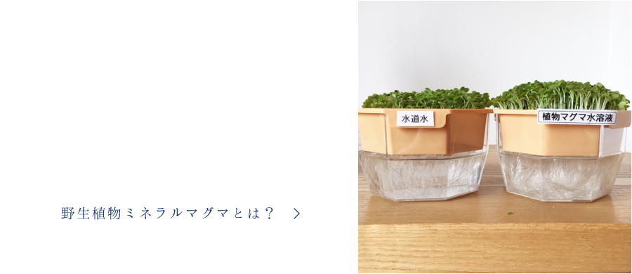 野生植物ミネラルマグマとは？