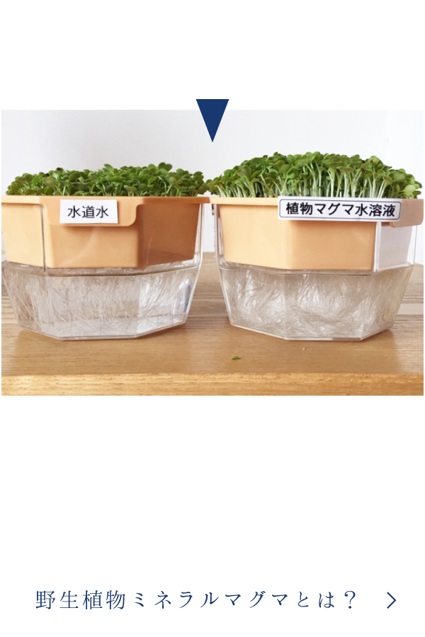 野生植物ミネラルマグマとは？